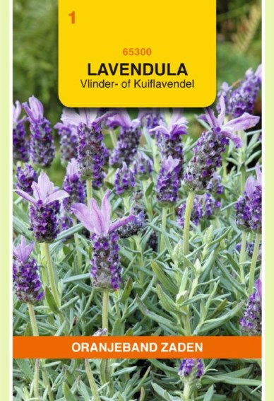 French lavender (Lavandula stoechas) 100 seeds OBZ